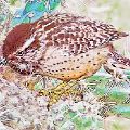 Cactus Wren (matted print 6x9) JAH-14-172